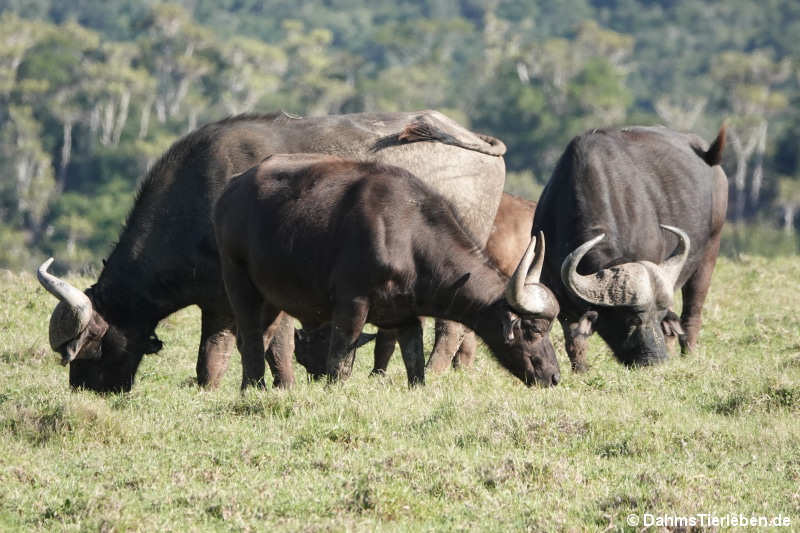 Kapbüffel Syncerus caffer caffer-2