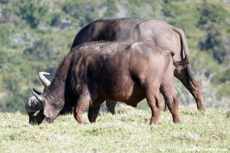 Kapbüffel Syncerus caffer caffer-4