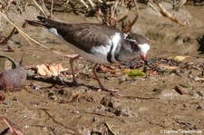 Thinornis tricollaris-1