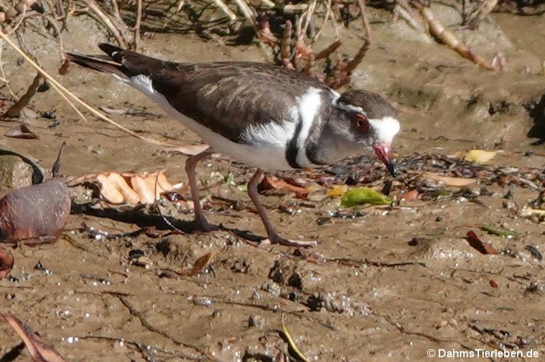 Thinornis tricollaris