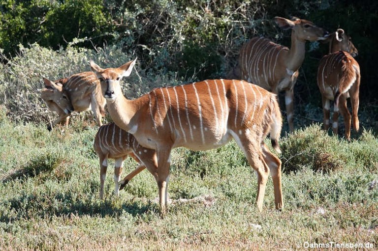 Tragelaphus angasii