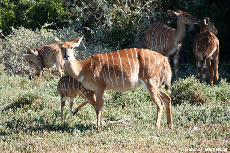 Tragelaphus angasii-2