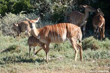 Tragelaphus angasii-2