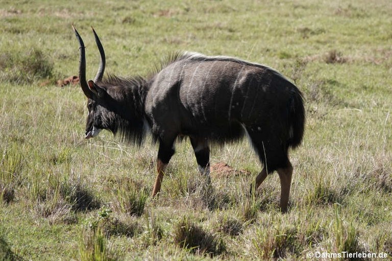 Tragelaphus angasii