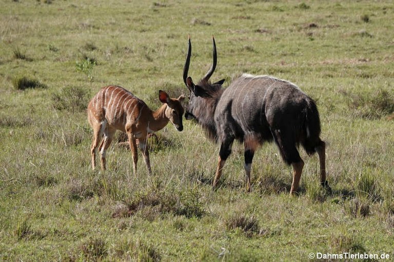 Tragelaphus angasii