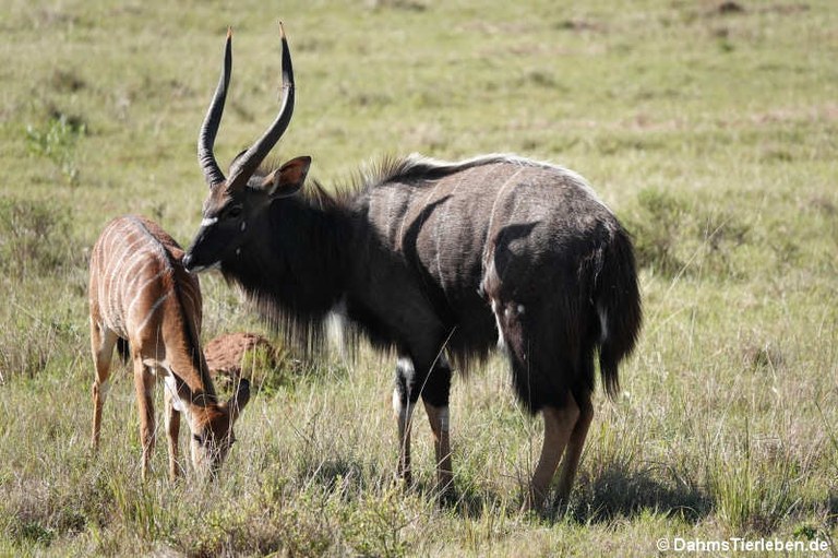 Tragelaphus angasii