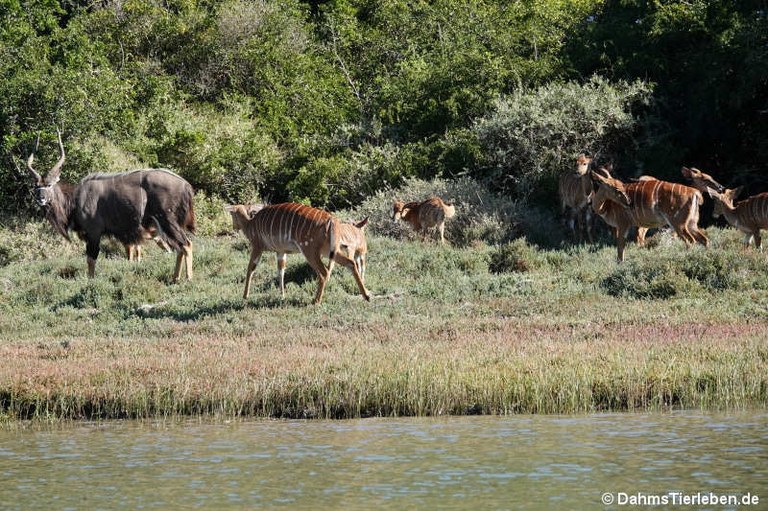 Tragelaphus angasii