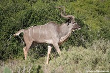 Tragelaphus strepsiceros-1