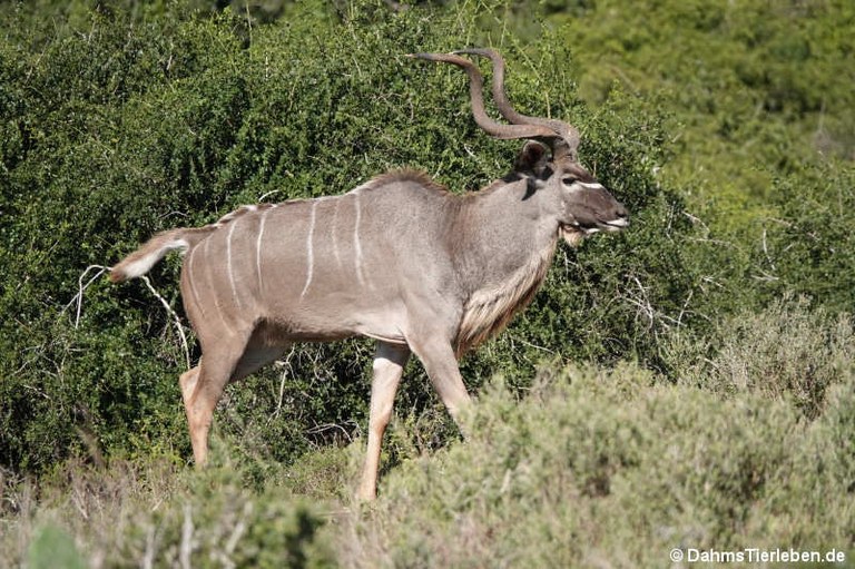 Tragelaphus strepsiceros
