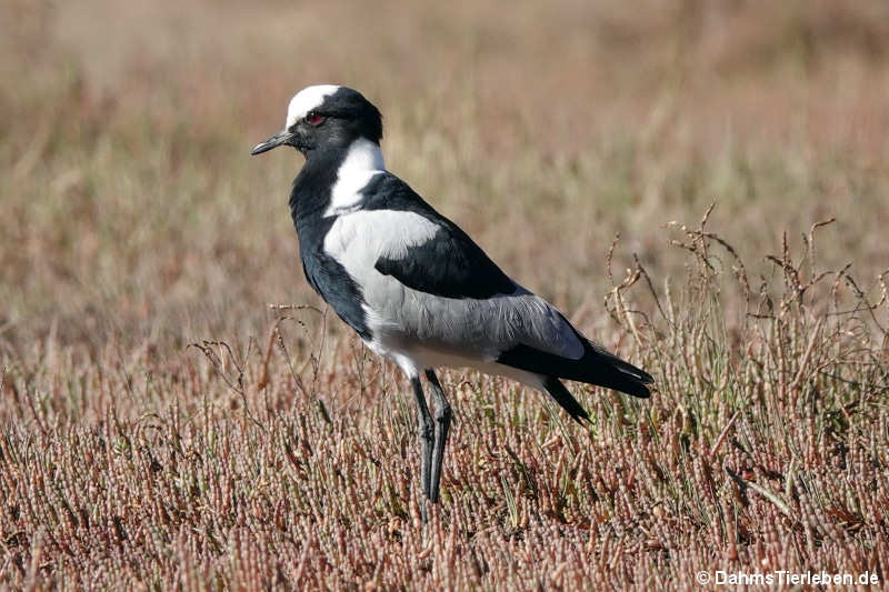 Vanellus armatus-1