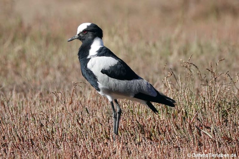 Vanellus armatus