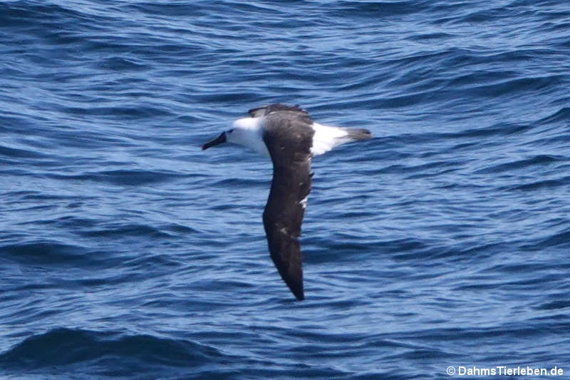 Thalassarche carteri-2