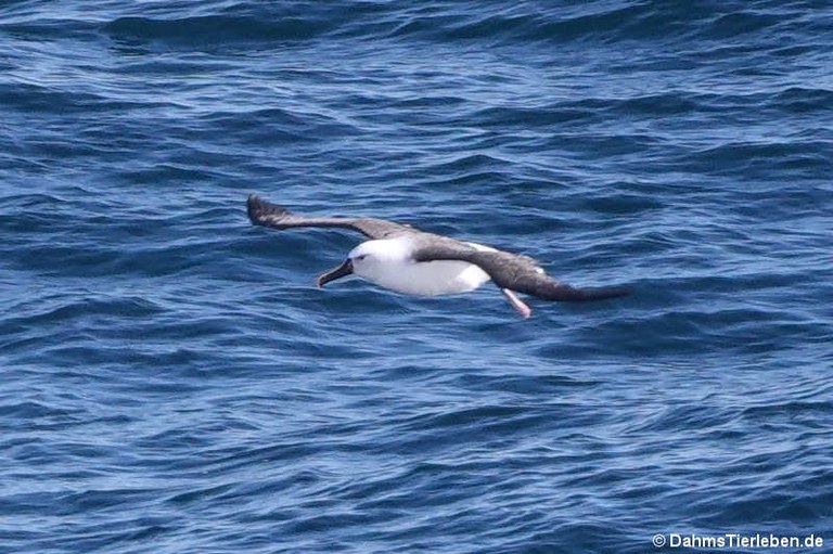 Thalassarche carteri