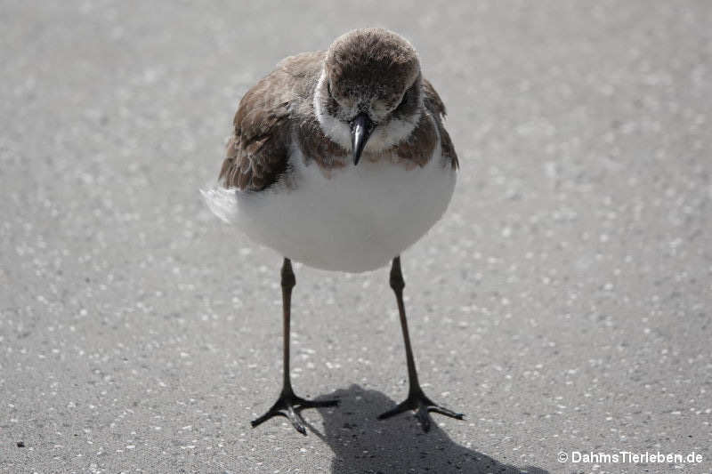 Anarhynchus leschenaultii-1