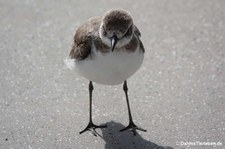 Anarhynchus leschenaultii-2