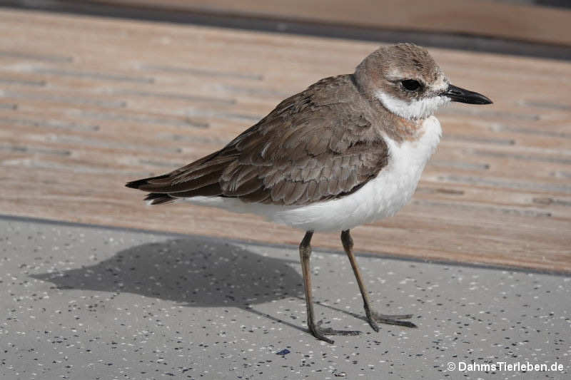 Anarhynchus leschenaultii