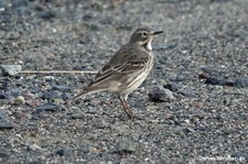 Sibirischer Pazifikpieper (Anthus japonicus)
in Busan, Südkorea Anthus japonicus-1