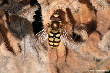 Gemeine Feldschwebfliege (Eupeodes corollae)
in Busan, Südkorea Eupeodes corollae-1