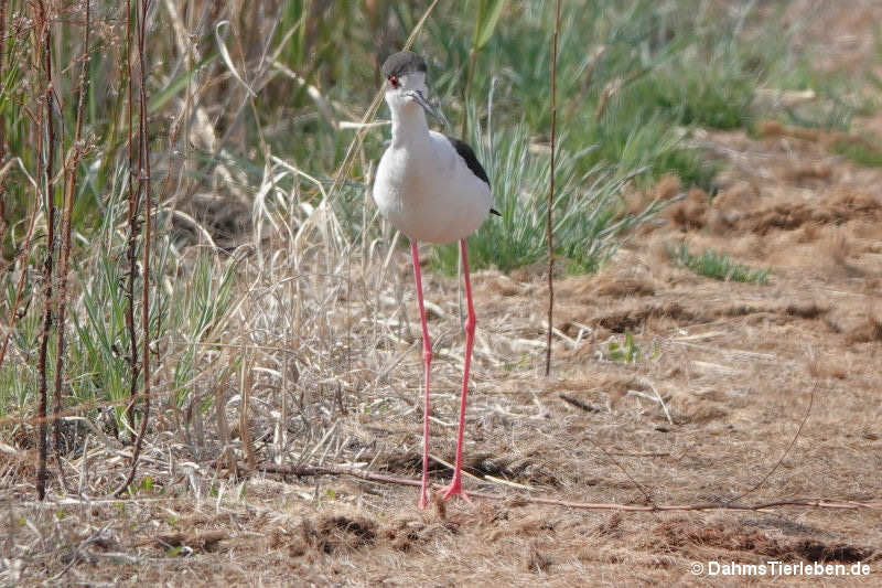 Himantopus himantopus-5
