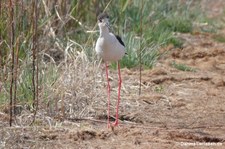 Stelzenläufer (Himantopus himantopus)
in Busan, Südkorea Himantopus himantopus-5