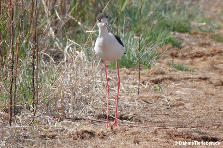 Himantopus himantopus