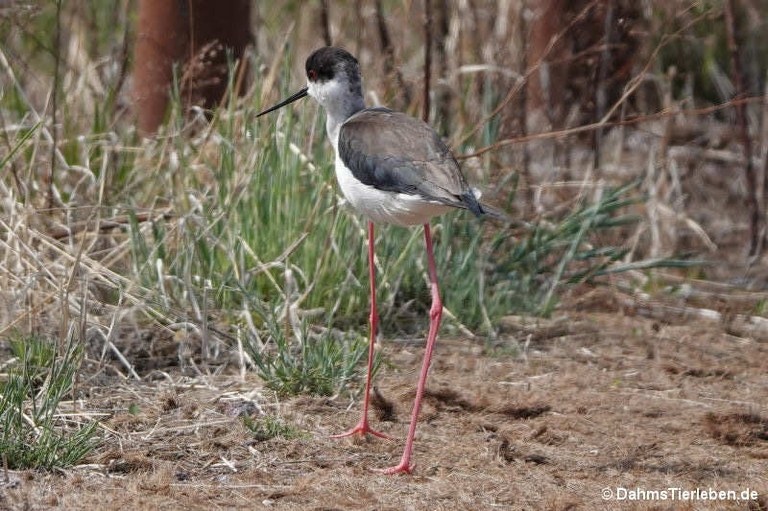 Himantopus himantopus