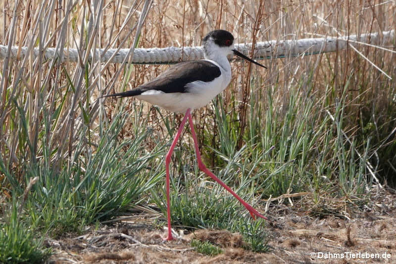 Himantopus himantopus