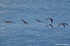 Stelzenläufer (Himantopus himantopus)
in Busan, Südkorea Himantopus himantopus-4