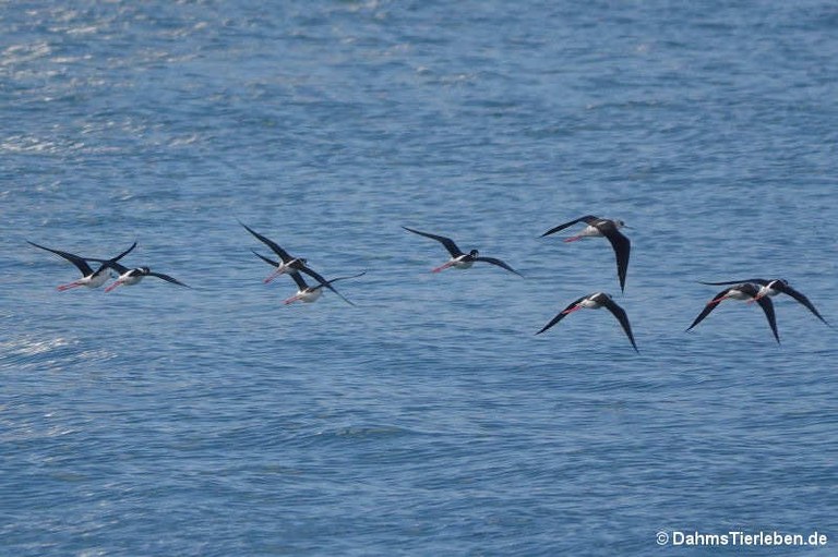 Himantopus himantopus