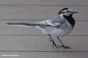 Motacilla alba lugens