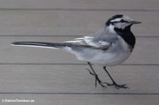Schwarzrücken-Bachstelze (Motacilla alba lugens)
im Ostchinesischen Meer nahe Busan, Südkorea Motacilla alba lugens-1