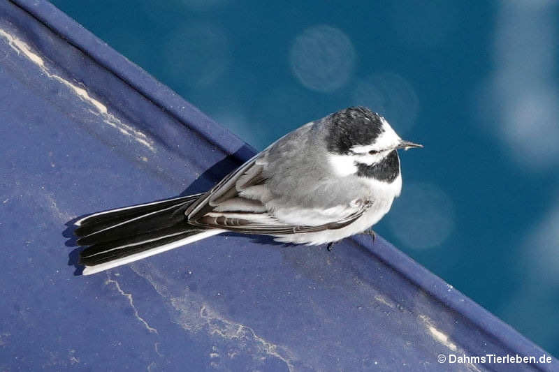Motacilla alba lugens-2