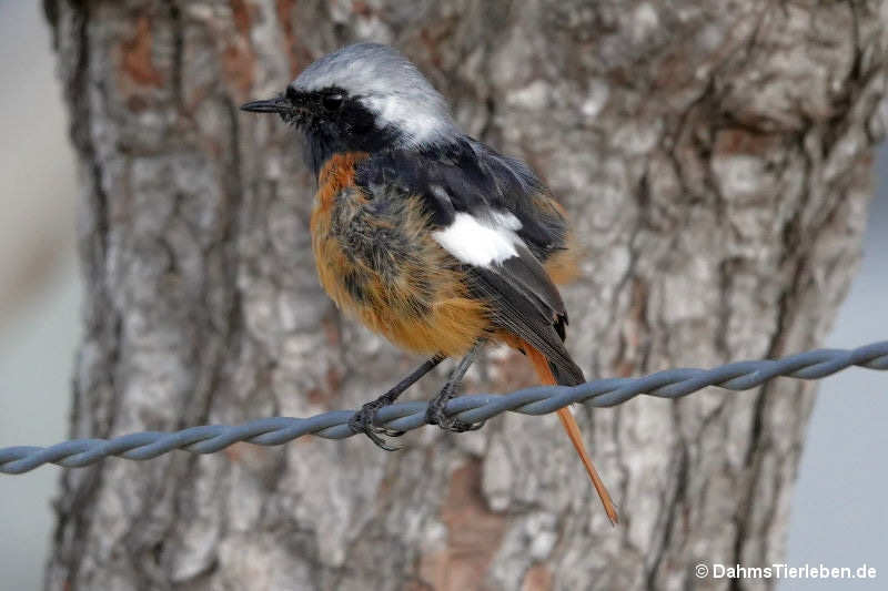 Phoenicurus auroreus