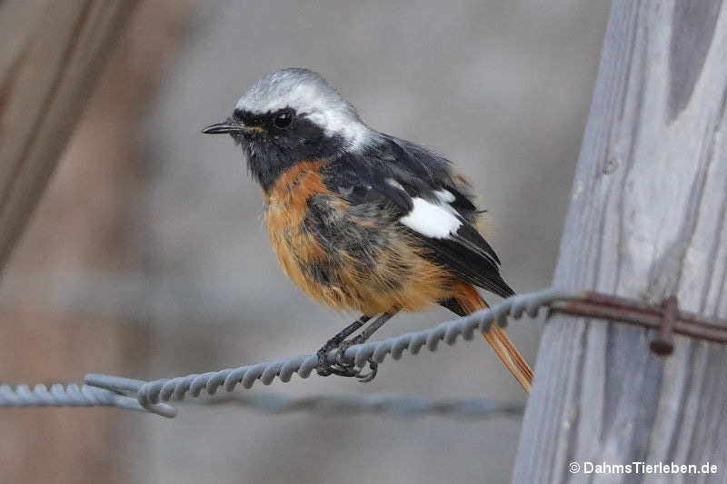 Phoenicurus auroreus