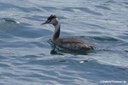 Podiceps cristatus cristatus