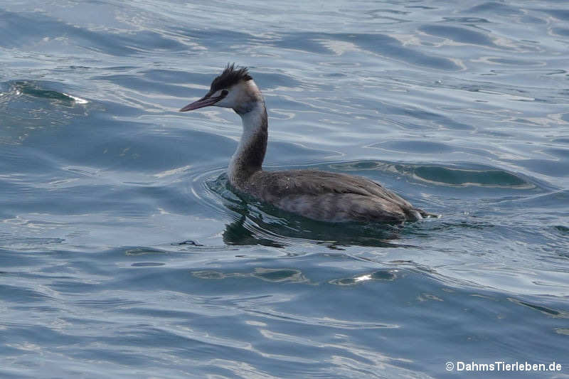 Podiceps cristatus cristatus