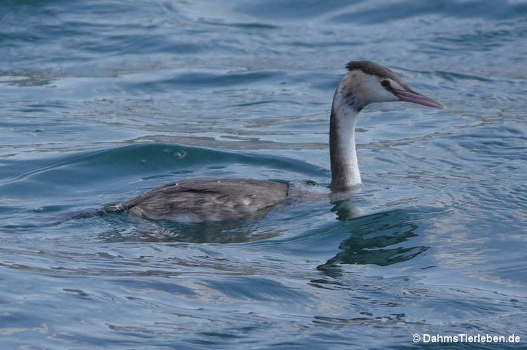 Podiceps cristatus cristatus