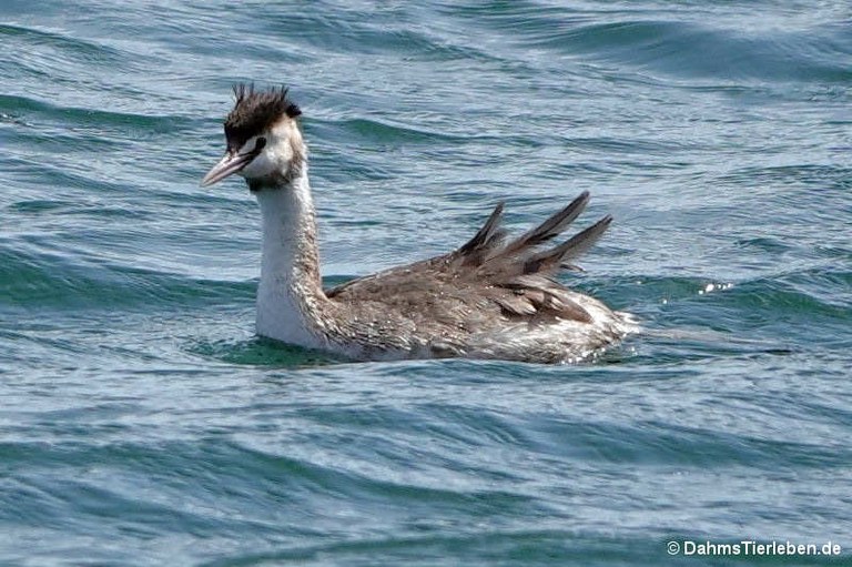 Podiceps cristatus cristatus