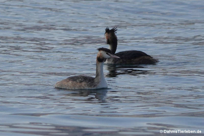 Podiceps cristatus cristatus-2