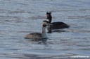 Podiceps cristatus cristatus