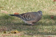 Streptopelia orientalis-3