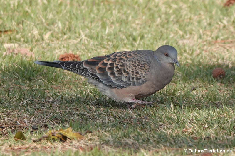 Streptopelia orientalis