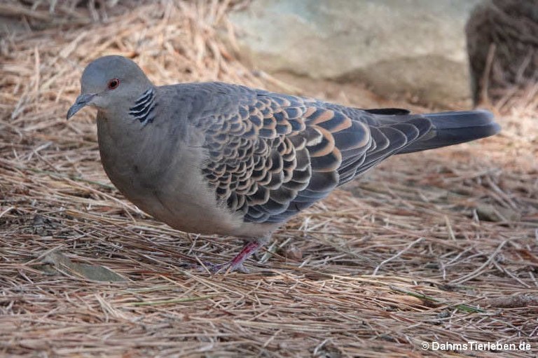 Streptopelia orientalis