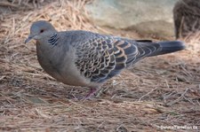 Streptopelia orientalis-2