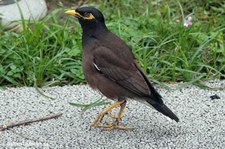 Hirtenmaina (Acridotheres tristis tristis)
in Keelung, Taiwan Acridotheres tristis tristis-8