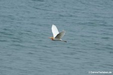 Östlicher Kuhreiher (Ardea coromanda)
in Yehliu, Taiwan Ardea coromanda-1