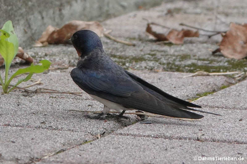 Hirundo rustica gutturalis-2
