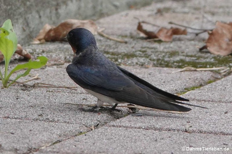 Hirundo rustica gutturalis
