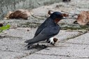 Hirundo rustica gutturalis