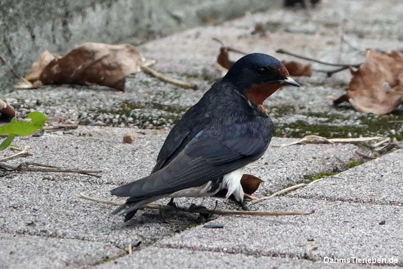 Hirundo rustica gutturalis